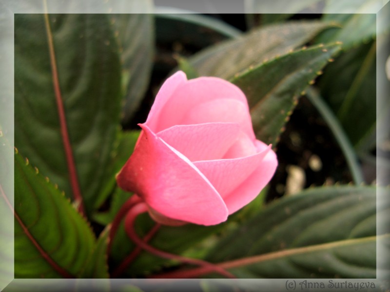 photo "Modest girl" tags: nature, macro and close-up, flowers