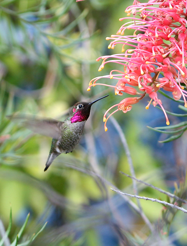 photo "humming-bird" tags: travel, nature, North America, wild animals