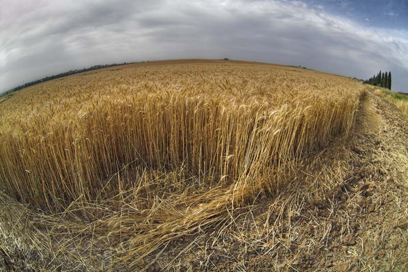 photo "Corn in the ear" tags: landscape, summer