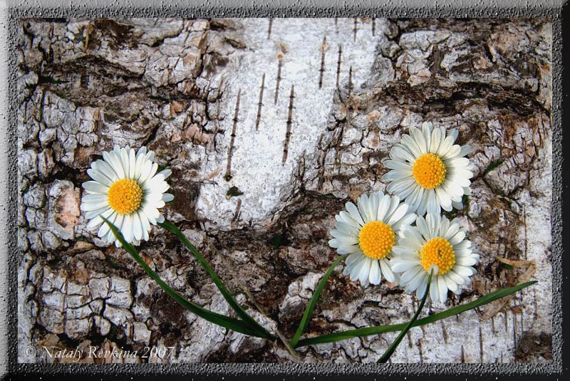 photo "A camomile" tags: nature, montage, flowers