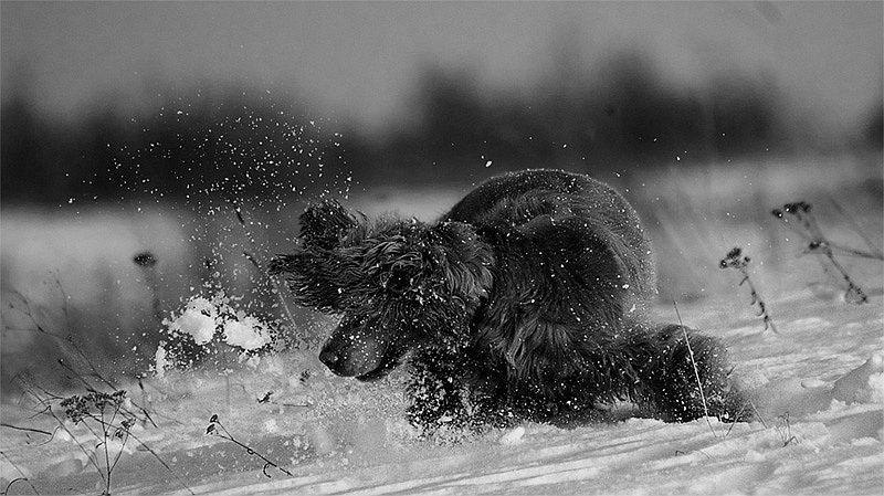 фото "twist..." метки: черно-белые, 