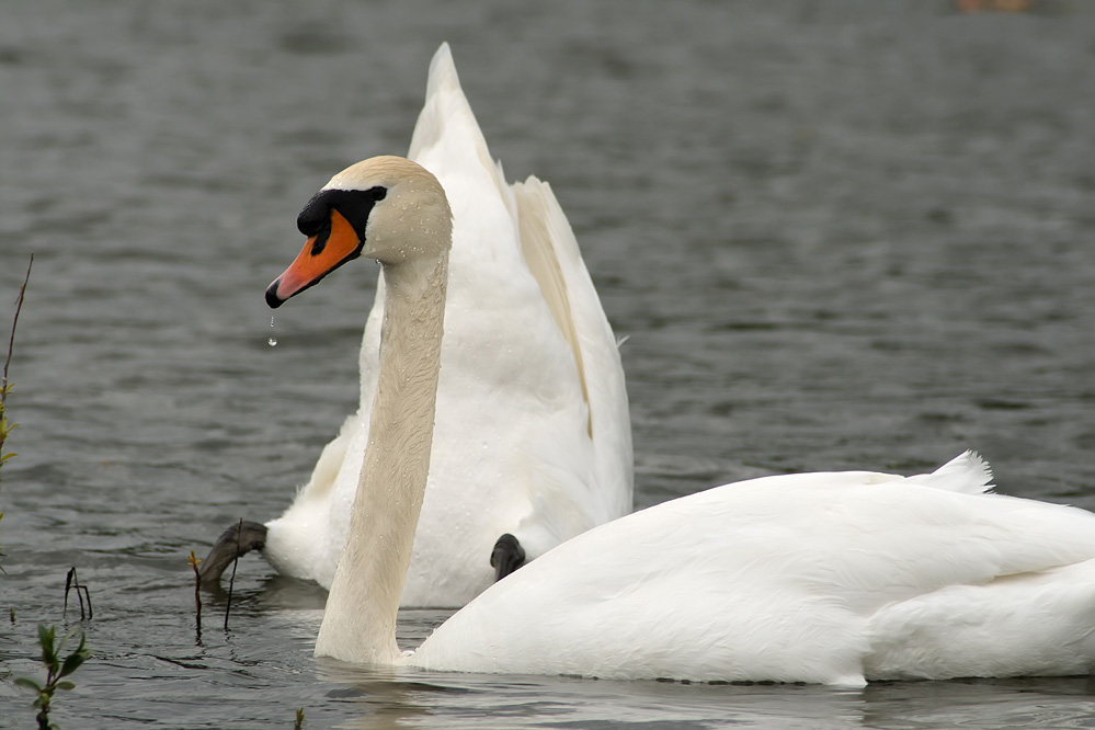 photo "***" tags: nature, wild animals