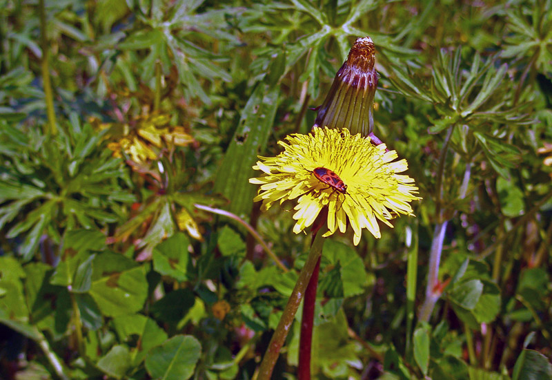 photo "Beetle Visit" tags: nature, flowers