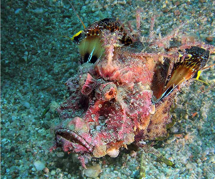 photo "Devil fish" tags: underwater, 