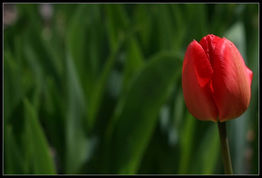 photo "tulip" tags: , 