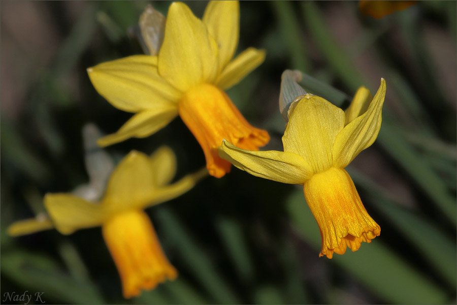 photo "***" tags: nature, flowers