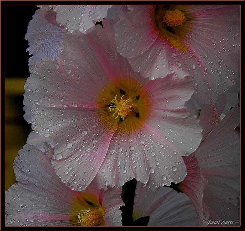 photo "after the rain" tags: nature, macro and close-up, flowers
