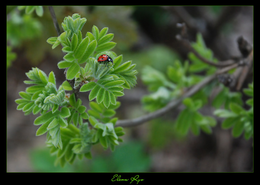 photo "***" tags: nature, macro and close-up, flowers