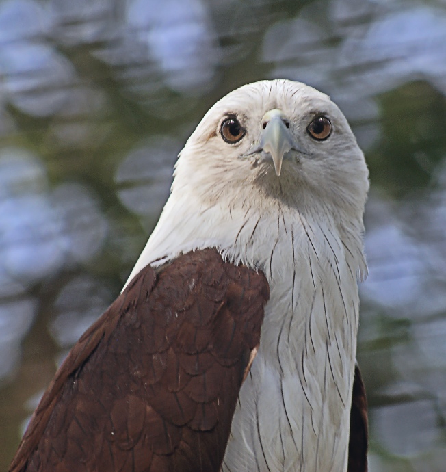 photo "***" tags: nature, travel, Asia, wild animals