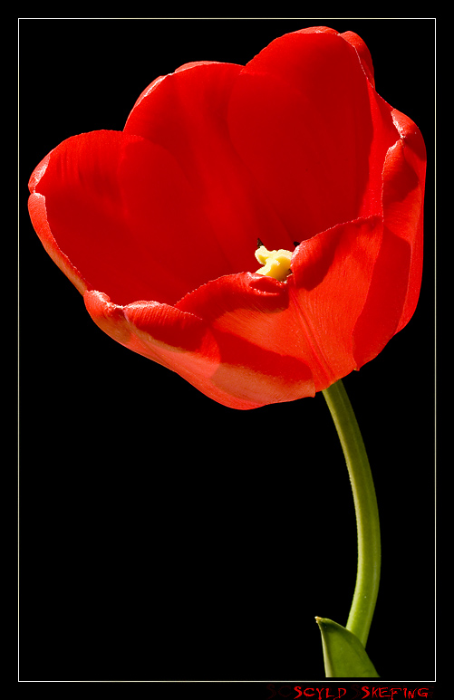 фото "Red Light From The Inside ( Transpsrent Petals )" метки: природа, цветы