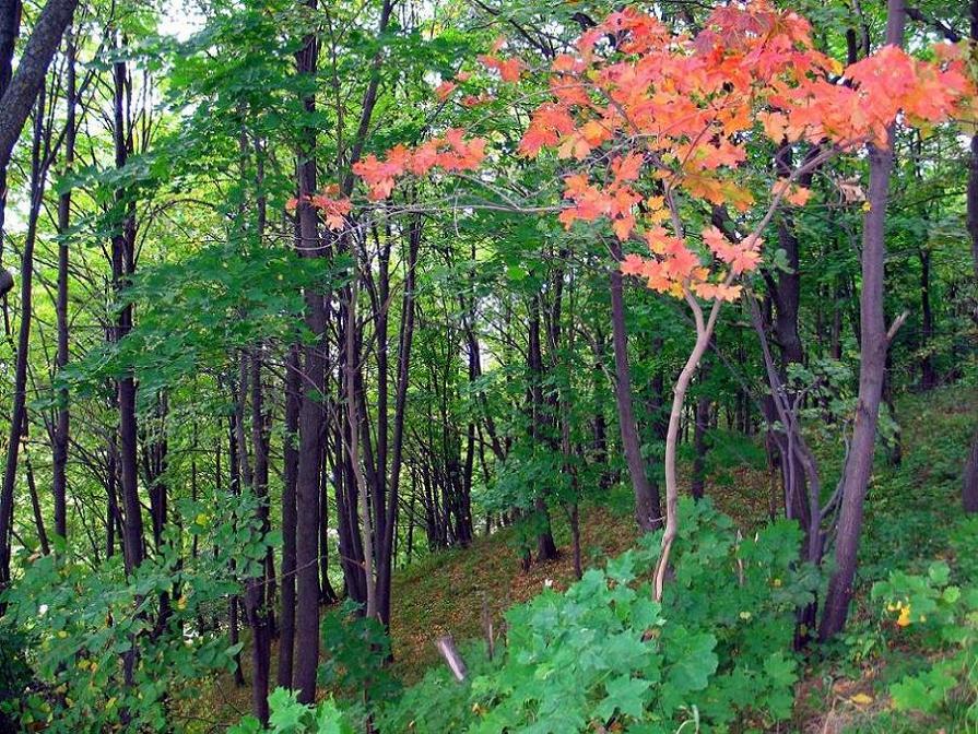 photo "***" tags: landscape, forest