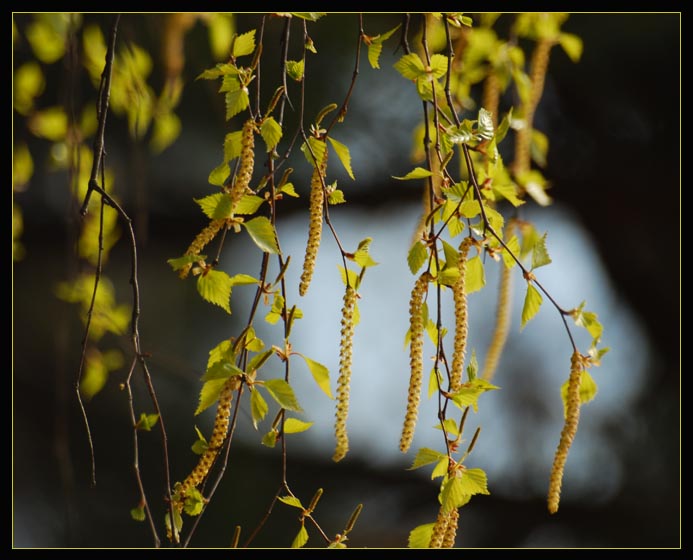 photo "***" tags: nature, flowers