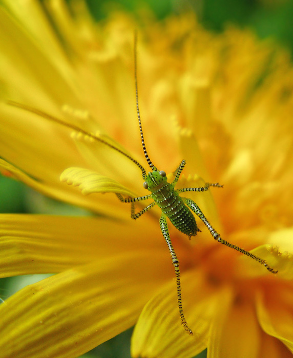 photo "***" tags: nature, macro and close-up, insect