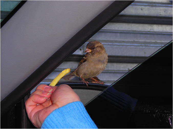 photo "People and birds" tags: genre, misc., 