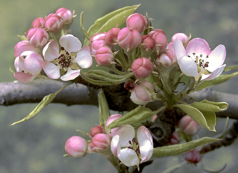 photo "The  crab pear blossoms" tags: nature, flowers