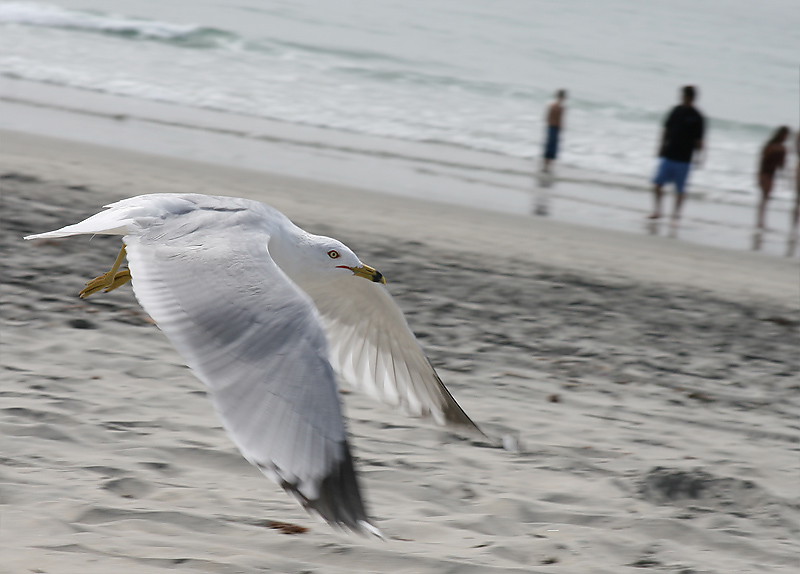 photo "Flight over" tags: travel, nature, North America, wild animals