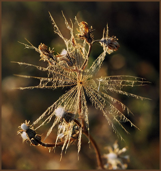 photo "Little gold star." tags: nature, macro and close-up, flowers