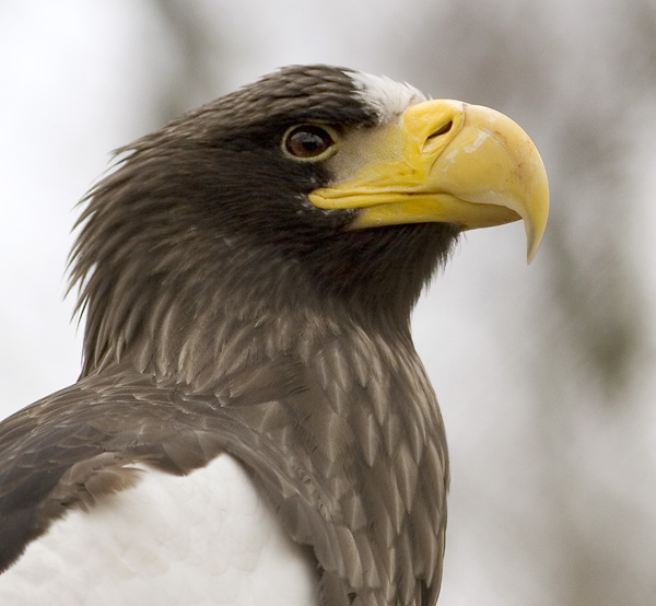 photo "Haliaeetus pelagicus" tags: nature, portrait, wild animals