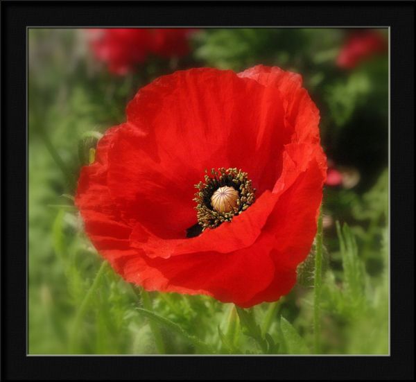 фото "flanders poppy" метки: природа, цветы