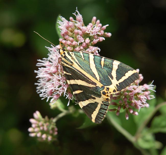 photo "Euplagia splendidior" tags: macro and close-up, nature, insect