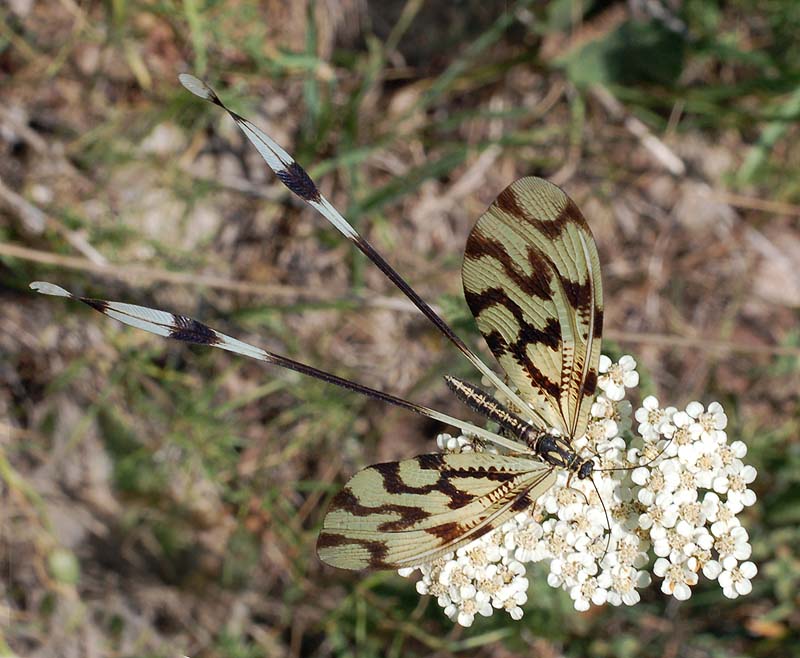 photo "Nemoptera sinuata" tags: nature, macro and close-up, insect