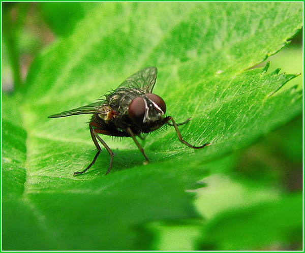 фото "МУХА" метки: макро и крупный план, природа, насекомое
