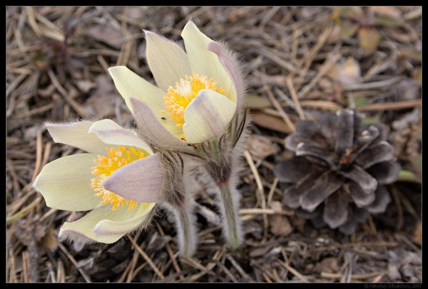 photo "Pasqueflower / 170_0054" tags: nature, landscape, flowers, spring