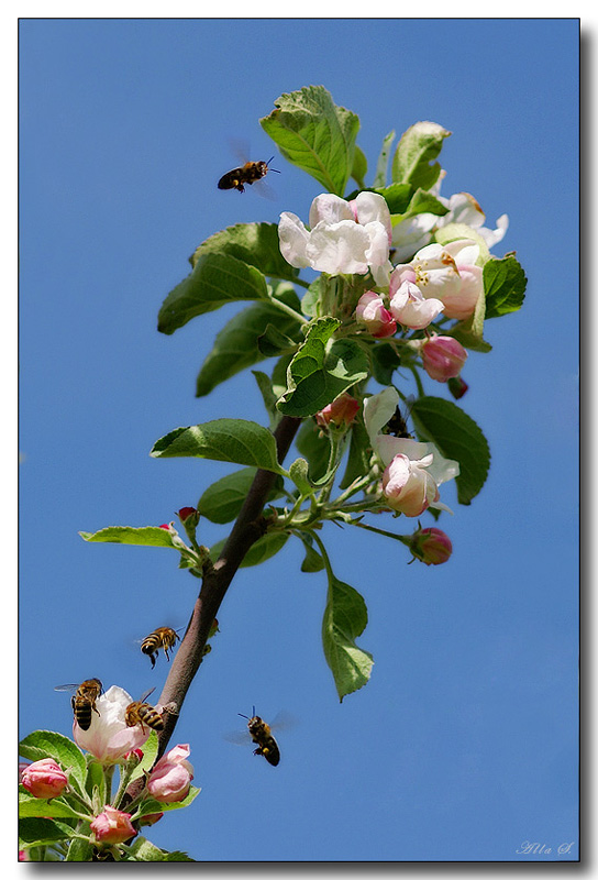 фото "Пчелиный хоровод" метки: , 