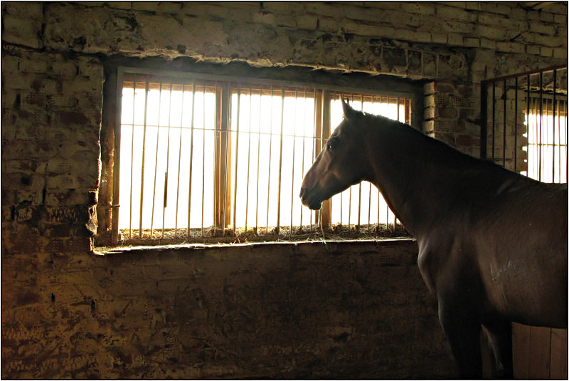 photo "lonely" tags: nature, pets/farm animals