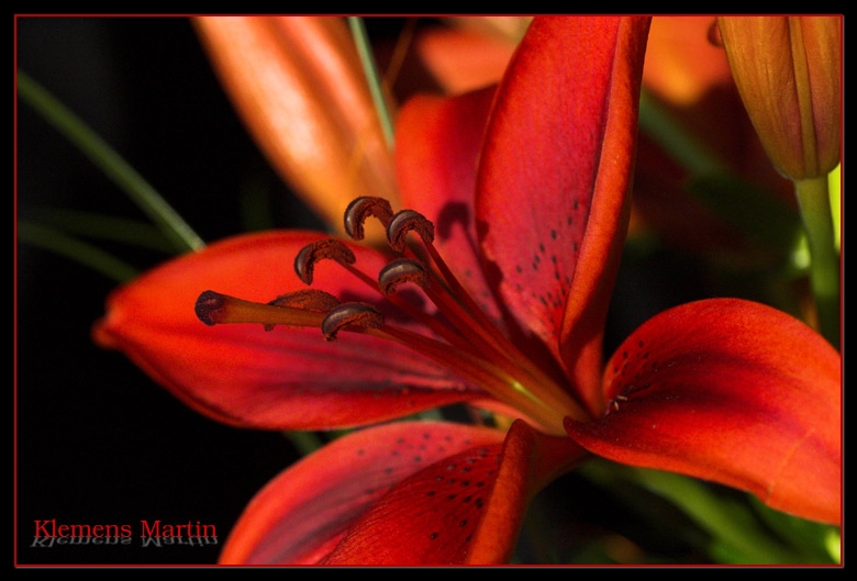 photo "red lily again - for my sweet heart" tags: nature, still life, flowers