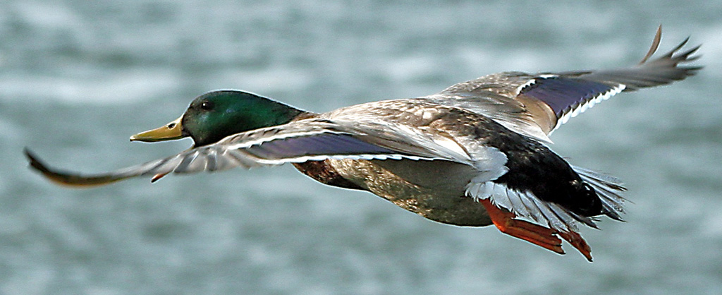 photo "Flying to II..." tags: nature, wild animals