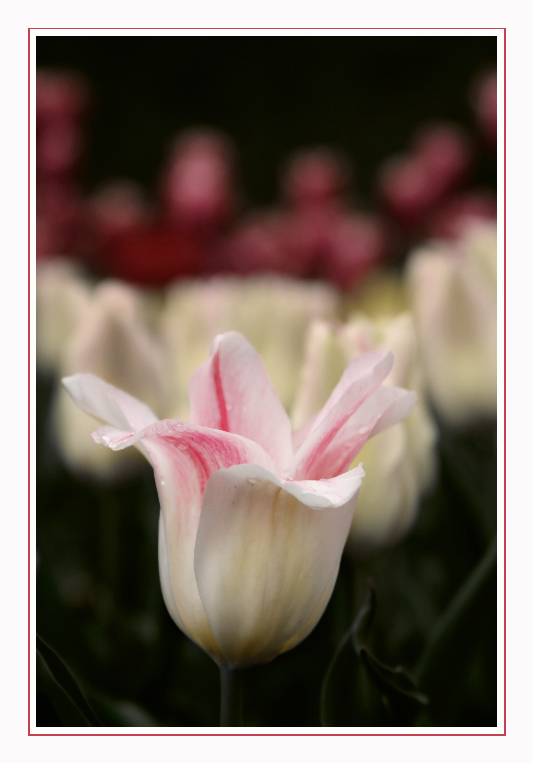 photo "***" tags: nature, flowers