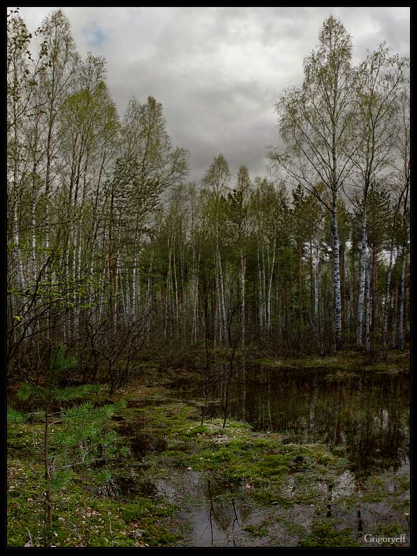 фото "Лесное болото. Не пройти" метки: пейзаж, вода, лес