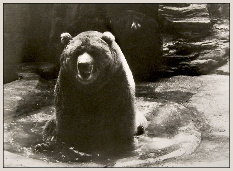 photo "Canadian MEDVED" tags: old-time, black&white, 