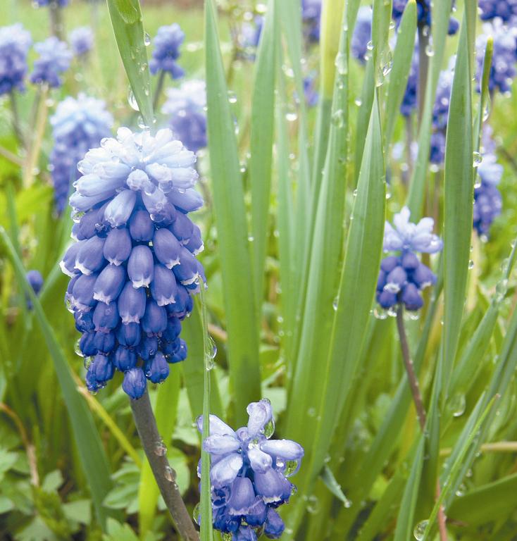 photo "***" tags: nature, flowers