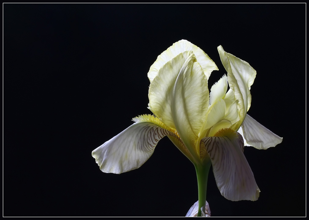 photo "Iris versicolor" tags: nature, flowers