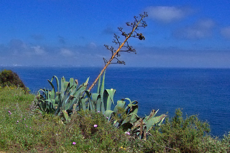 photo "Algarve - up to heaven" tags: landscape, 
