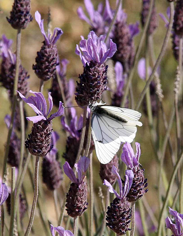 photo "Butterfly" tags: nature, flowers