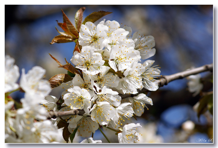 photo "***" tags: nature, flowers