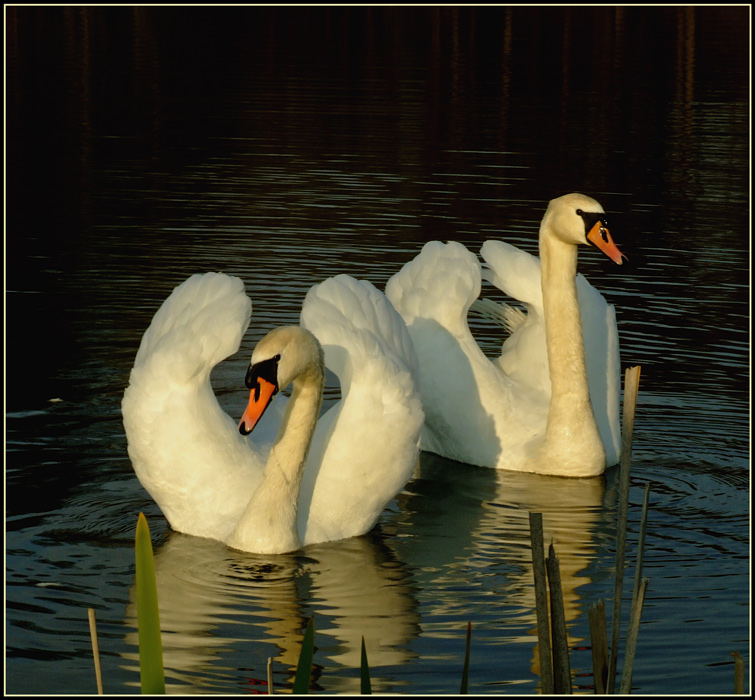 photo "***" tags: nature, wild animals