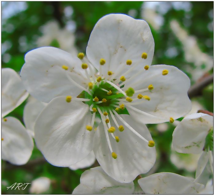 photo "***" tags: nature, macro and close-up, flowers