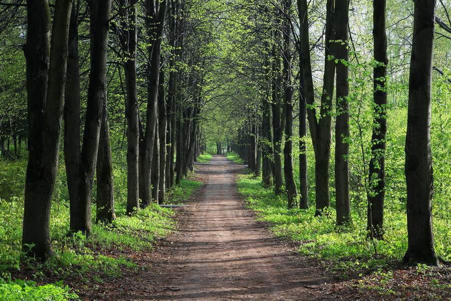 photo "Cathedral" tags: landscape, nature, spring