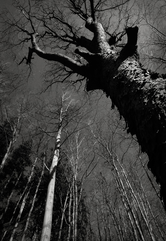 photo "...upwards..." tags: landscape, black&white, forest