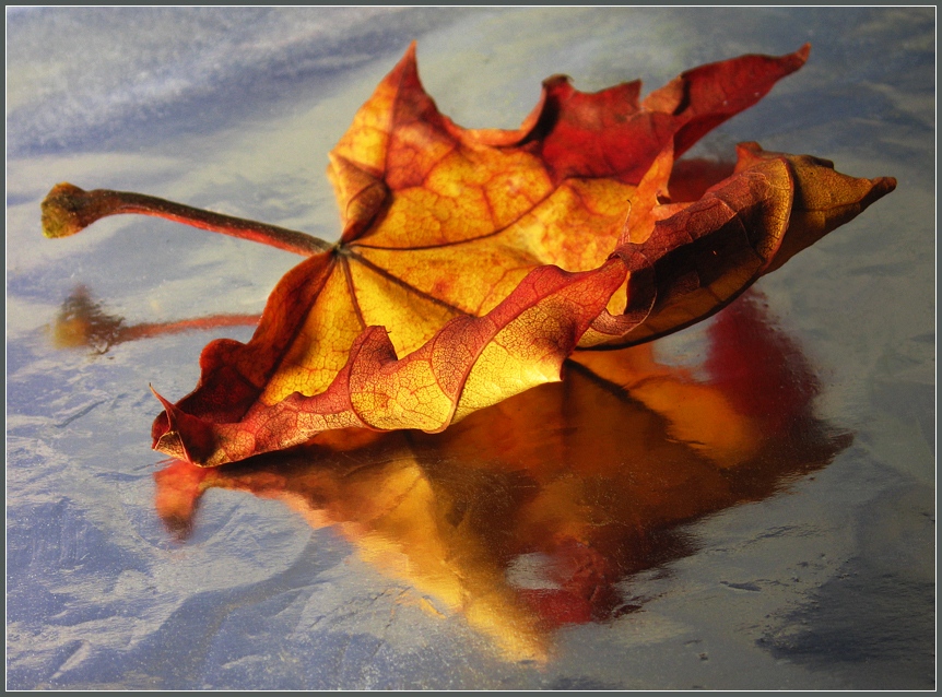 photo "Leaf" tags: macro and close-up, nature, flowers