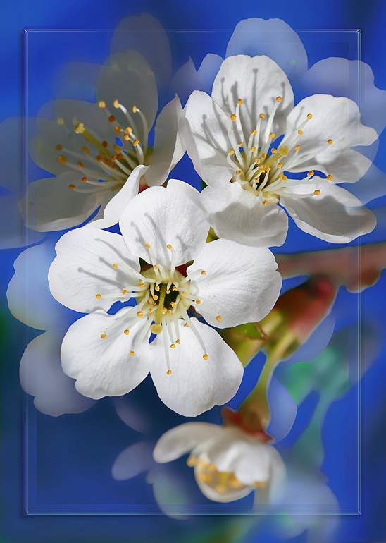 photo "***" tags: nature, macro and close-up, flowers