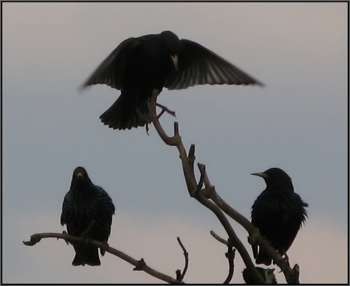 photo "starlings" tags: nature, 