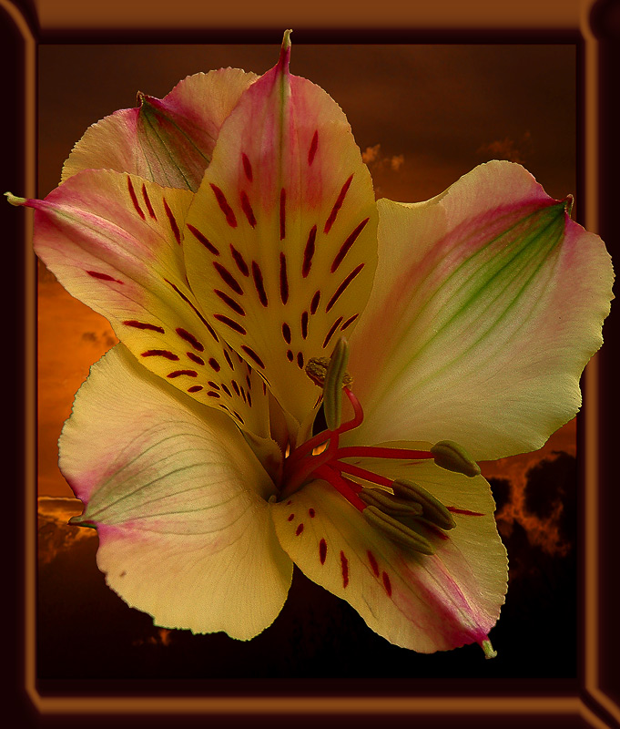 photo "flower of the sundown" tags: macro and close-up, montage, 