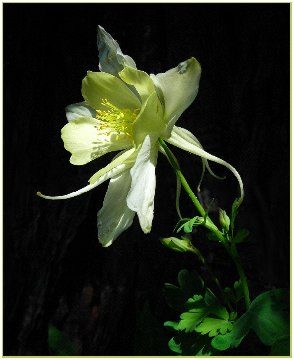 photo "Columbine" tags: nature, flowers