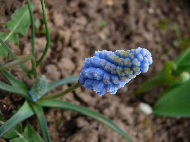 photo "***" tags: nature, flowers