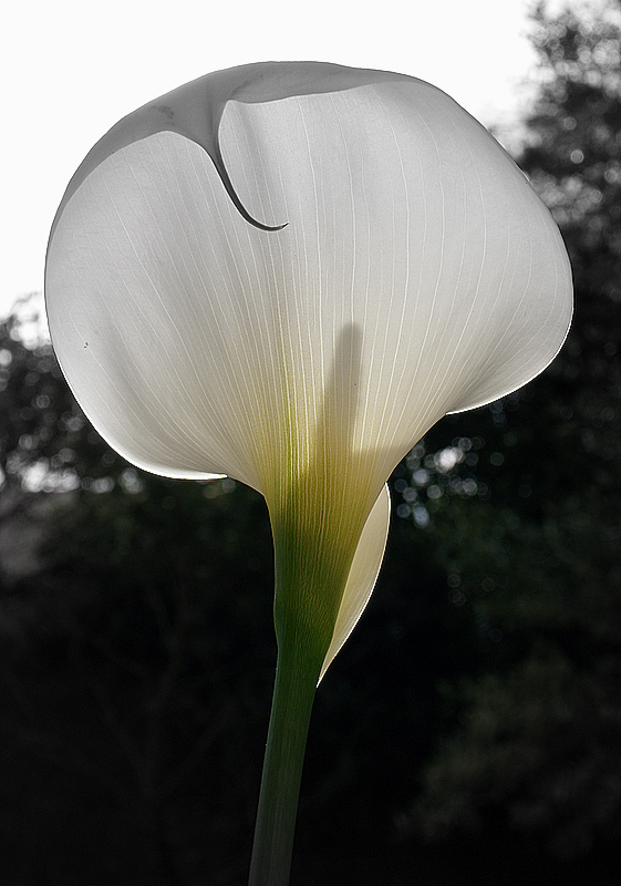 photo "From the back side ..." tags: nature, flowers